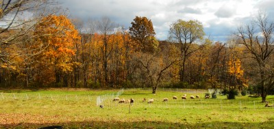 Fall Pasture