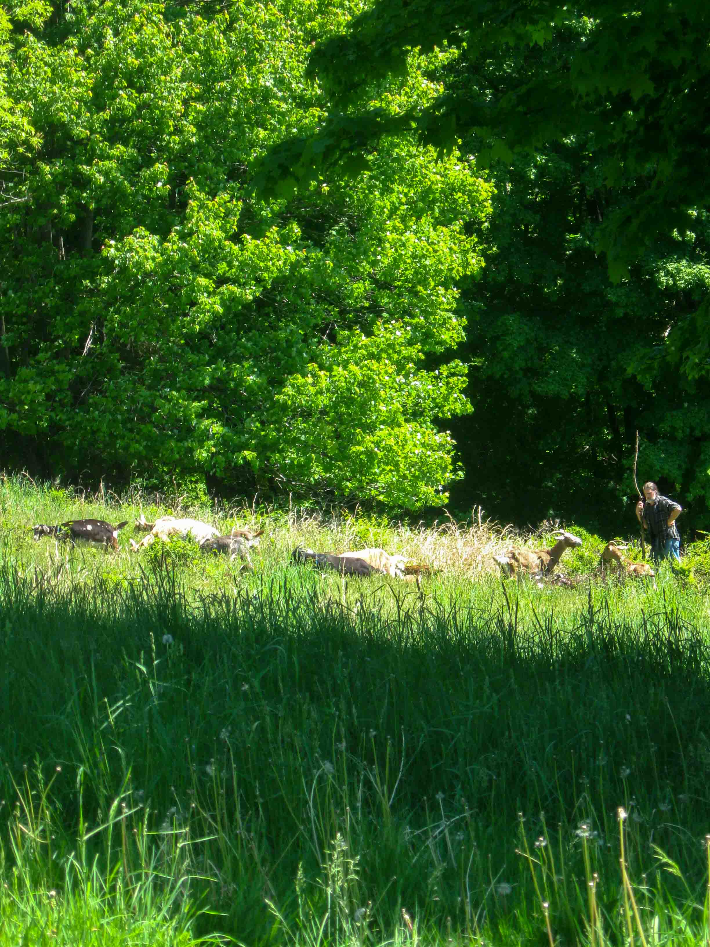 Sheep and Goats in tall grass