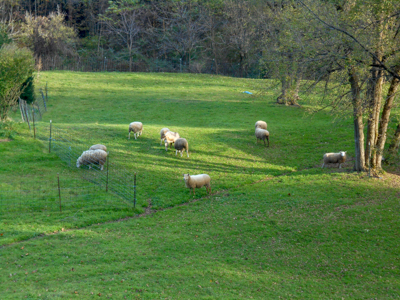 Lower pasture