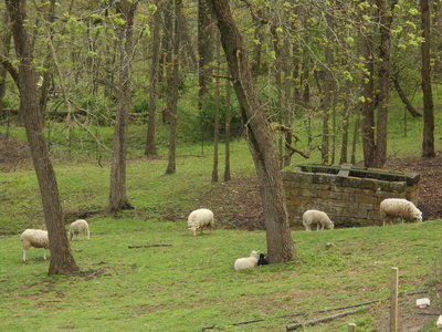 Lambs by the Springhouse